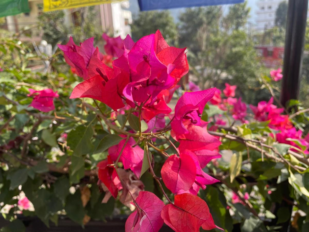 Orchid Hostel And Hotel Tapovan Εξωτερικό φωτογραφία